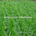 High quality perennial ryegrass seeds ABODE for growing